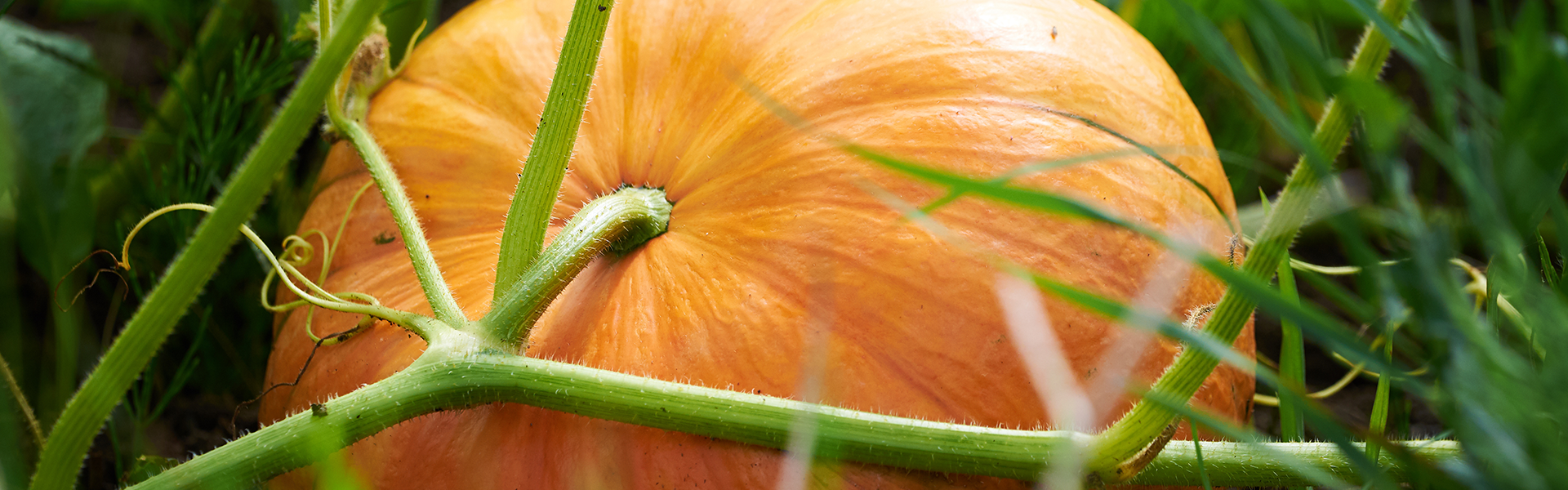 Zucca